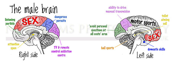 Male brain... (to fit on a fun mug)